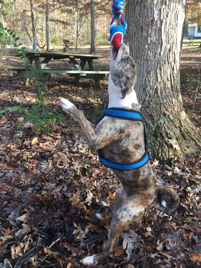 Hammer, a Boston Terrier and Australian Cattle Dog mix tested with EmbarkVet.com