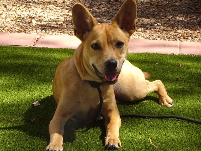 Bean, a Chow Chow and Chihuahua mix tested with EmbarkVet.com