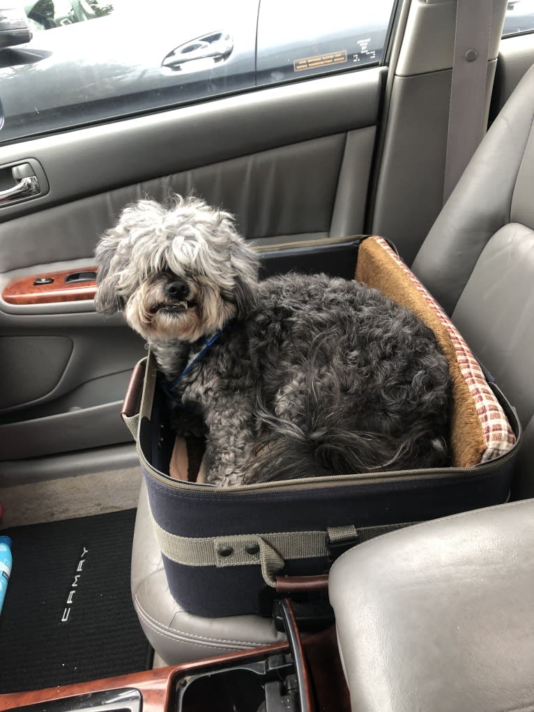 Dolly, a Bichon Frise and Poodle (Small) mix tested with EmbarkVet.com