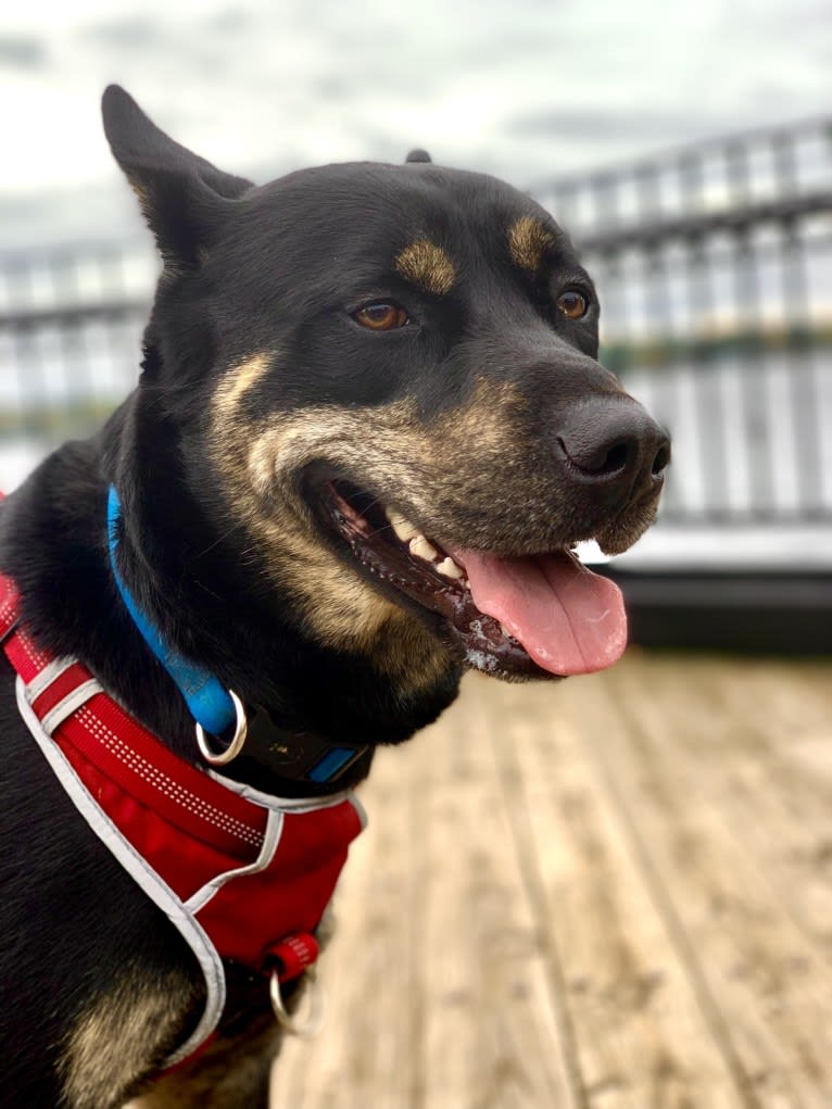 Rome, a Siberian Husky and Labrador Retriever mix tested with EmbarkVet.com