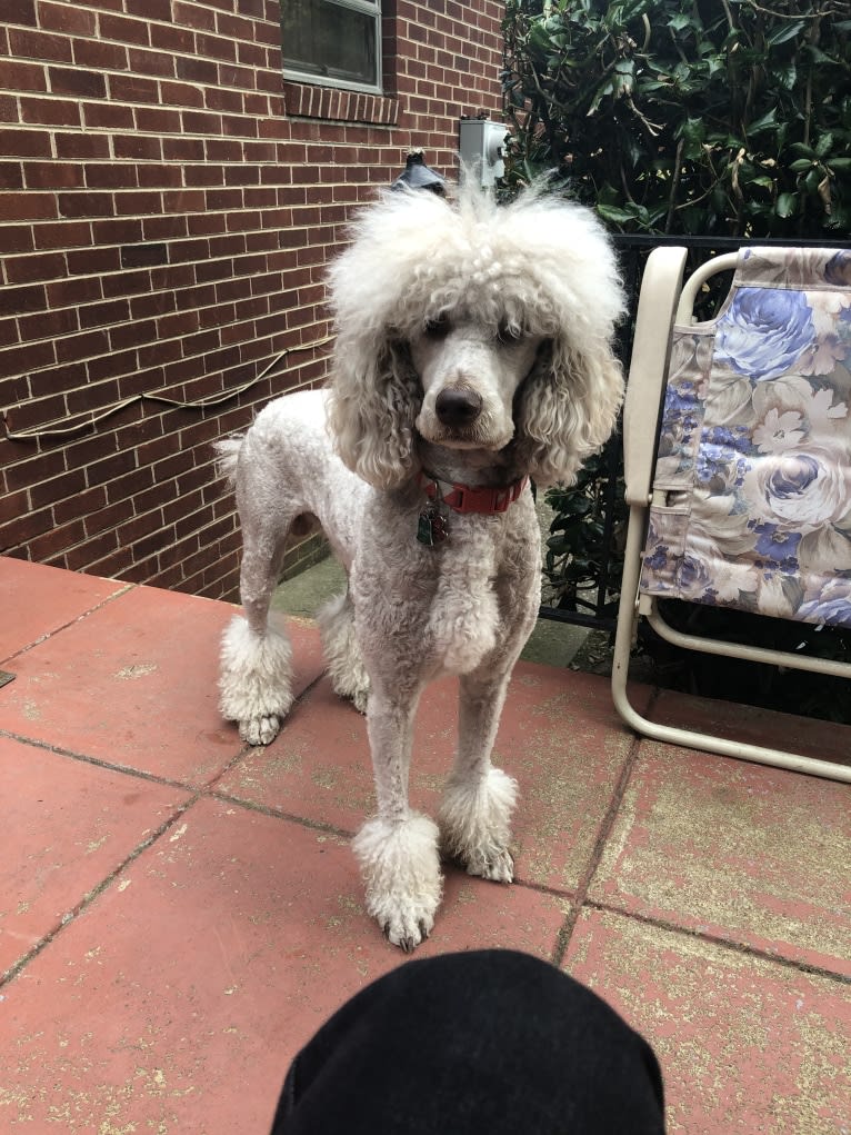 Leo, a Poodle (Standard) tested with EmbarkVet.com