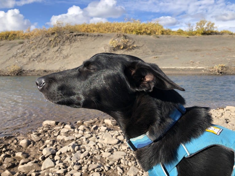 Spud, an Alaskan-type Husky and German Shorthaired Pointer mix tested with EmbarkVet.com