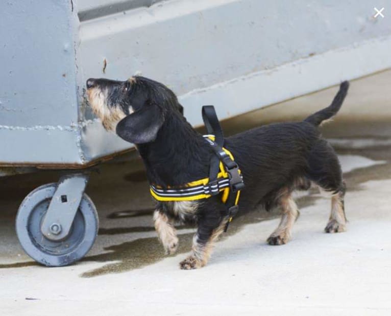 Bentley, a Dachshund tested with EmbarkVet.com