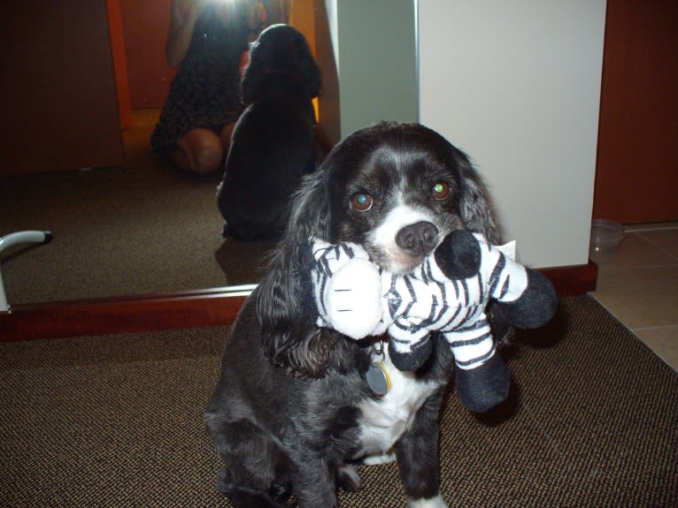 JD, a Cocker Spaniel and Lhasa Apso mix tested with EmbarkVet.com