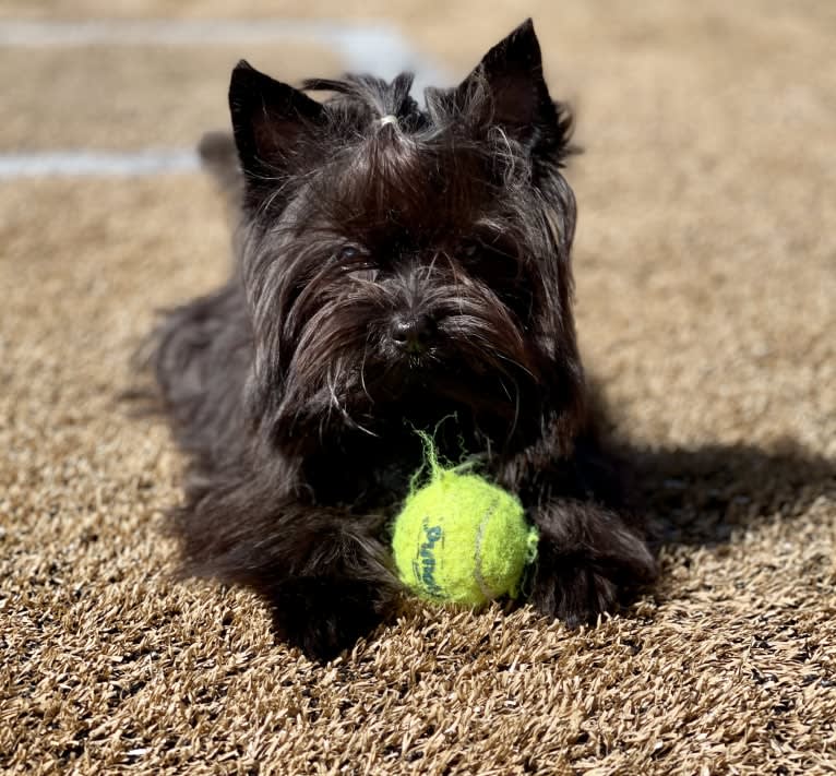 Benjamin Glamour Art Moris Blackfox, a Biewer Terrier and Pomeranian mix tested with EmbarkVet.com