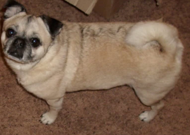 Ethel, a Pug and Pomeranian mix tested with EmbarkVet.com