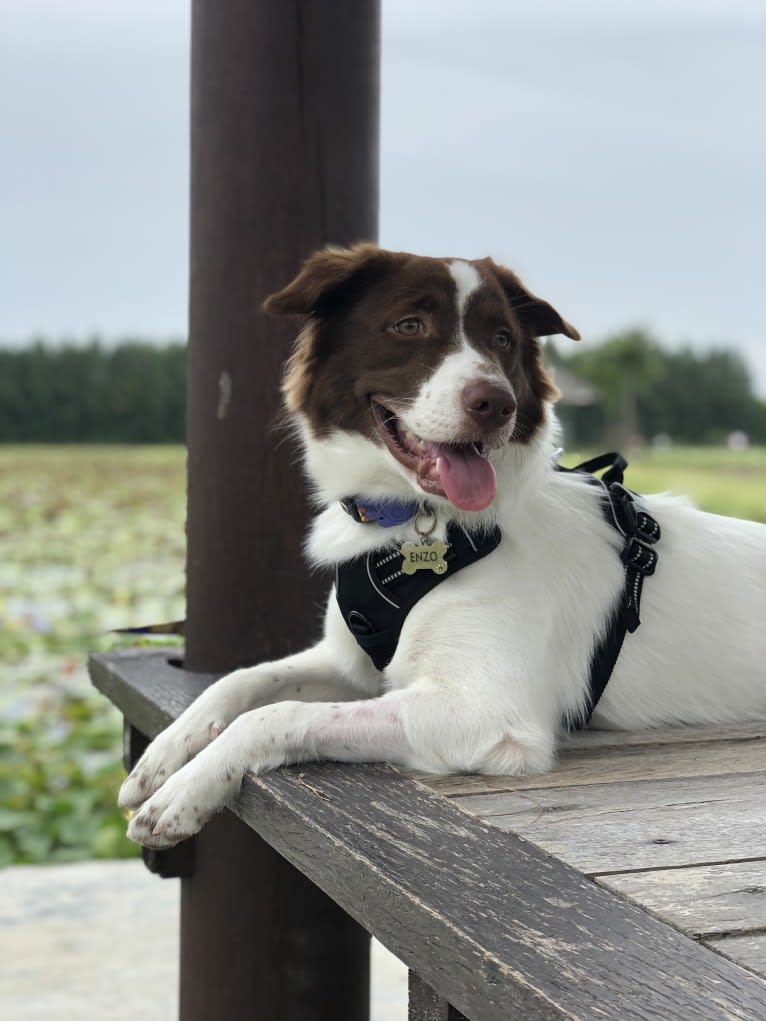 Photo of Enzo, a Southeast Asian Village Dog and English Cocker Spaniel mix in กทม, Bangkok, Thailand