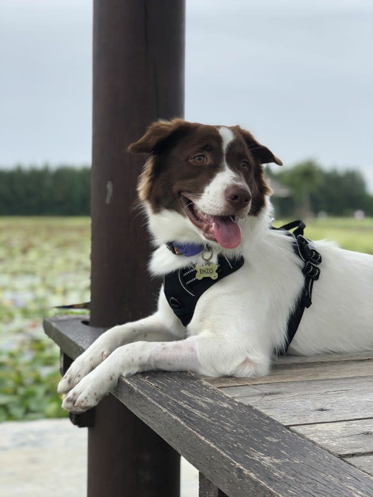 Enzo, a Southeast Asian Village Dog and English Cocker Spaniel mix tested with EmbarkVet.com