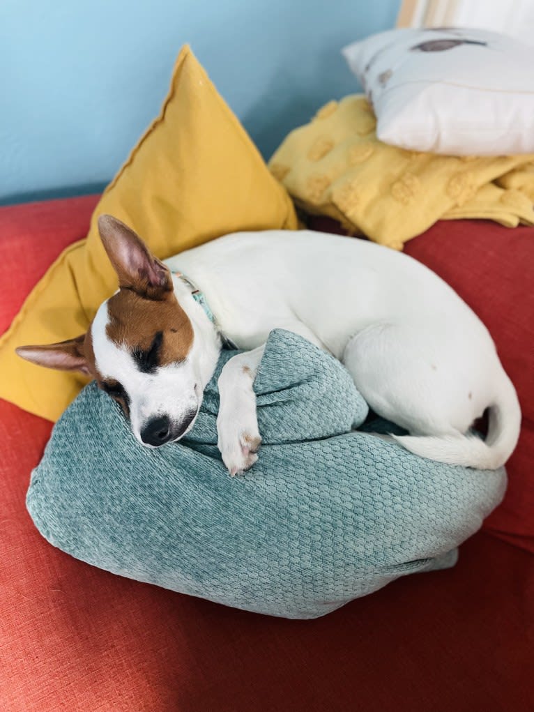 Reishi, an Australian Cattle Dog and American Pit Bull Terrier mix tested with EmbarkVet.com