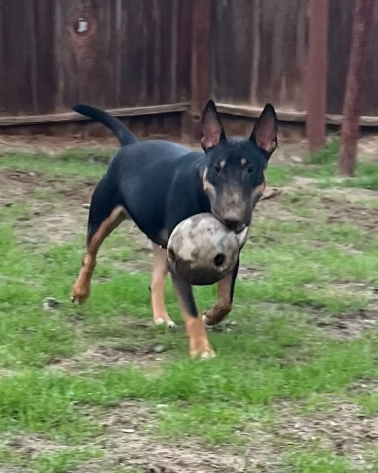 Medusa the serpent queen, a Bull Terrier tested with EmbarkVet.com