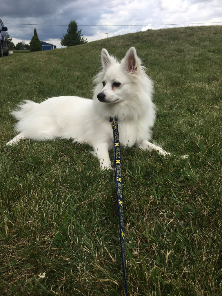 Koda, an American Eskimo Dog tested with EmbarkVet.com