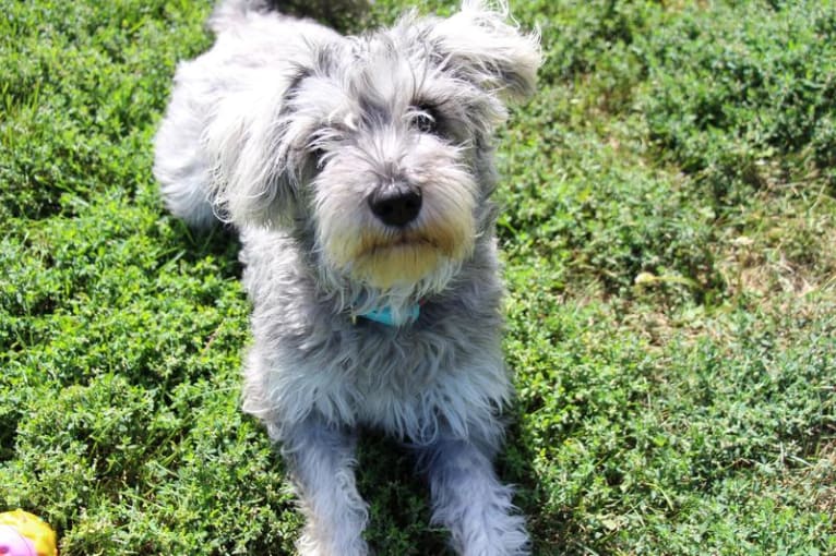 Schatzie, a Miniature Schnauzer tested with EmbarkVet.com