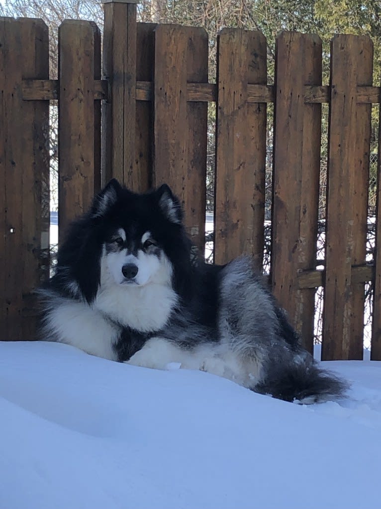 Nuvik, a Siberian Husky and Samoyed mix tested with EmbarkVet.com