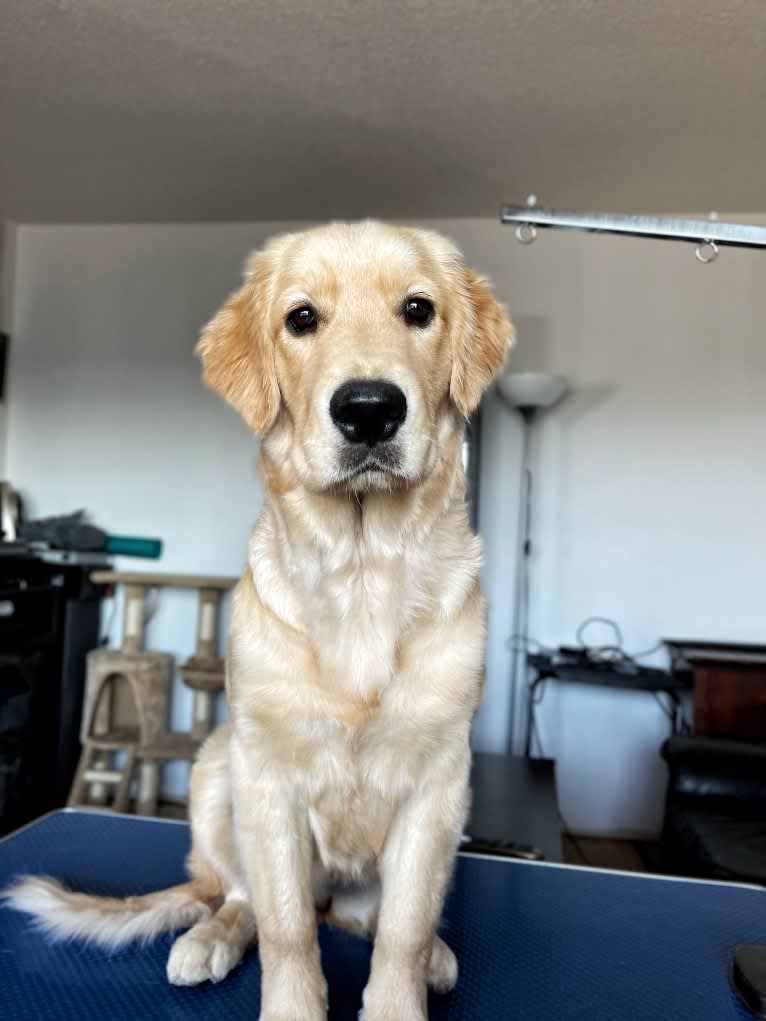 Alita, a Golden Retriever tested with EmbarkVet.com