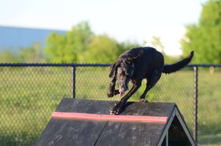 Schimpf's Addicted to the Game ("Addie"), a Labrador Retriever and German Shepherd Dog mix tested with EmbarkVet.com