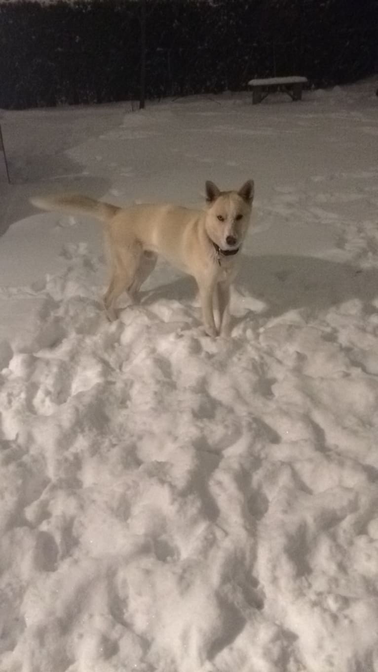 Zeus, a Siberian Husky and Alaskan Malamute mix tested with EmbarkVet.com