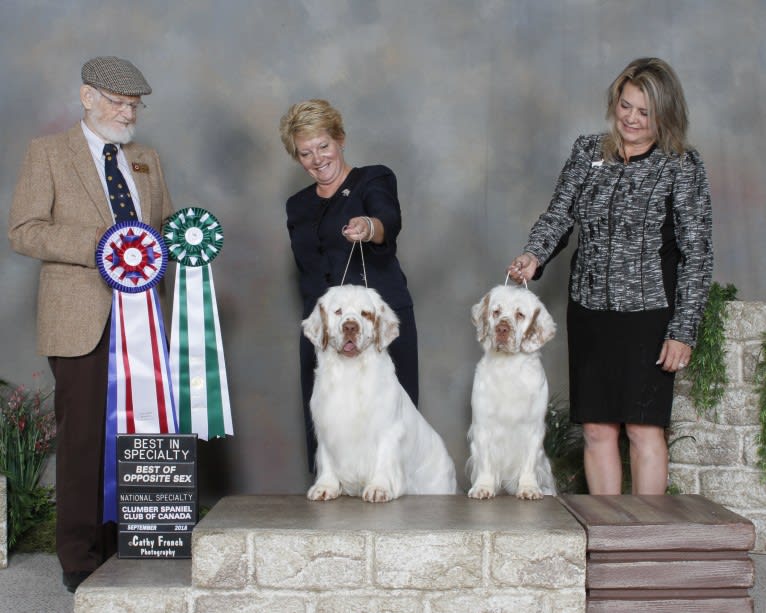 Joey, a Clumber Spaniel tested with EmbarkVet.com