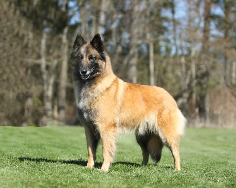 Tuarie, a Belgian Shepherd tested with EmbarkVet.com