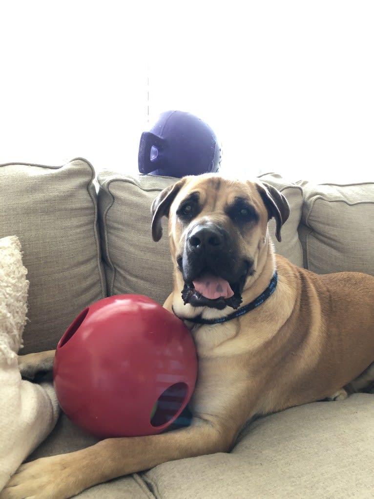 Baloo, a Cane Corso and Labrador Retriever mix tested with EmbarkVet.com