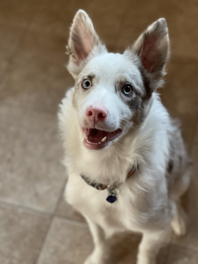 Viva, a Border Collie tested with EmbarkVet.com