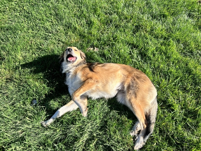 Callie, an English Shepherd and Great Pyrenees mix tested with EmbarkVet.com