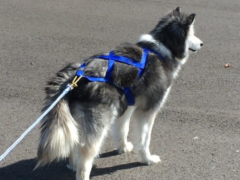 Luna, a Siberian Husky tested with EmbarkVet.com