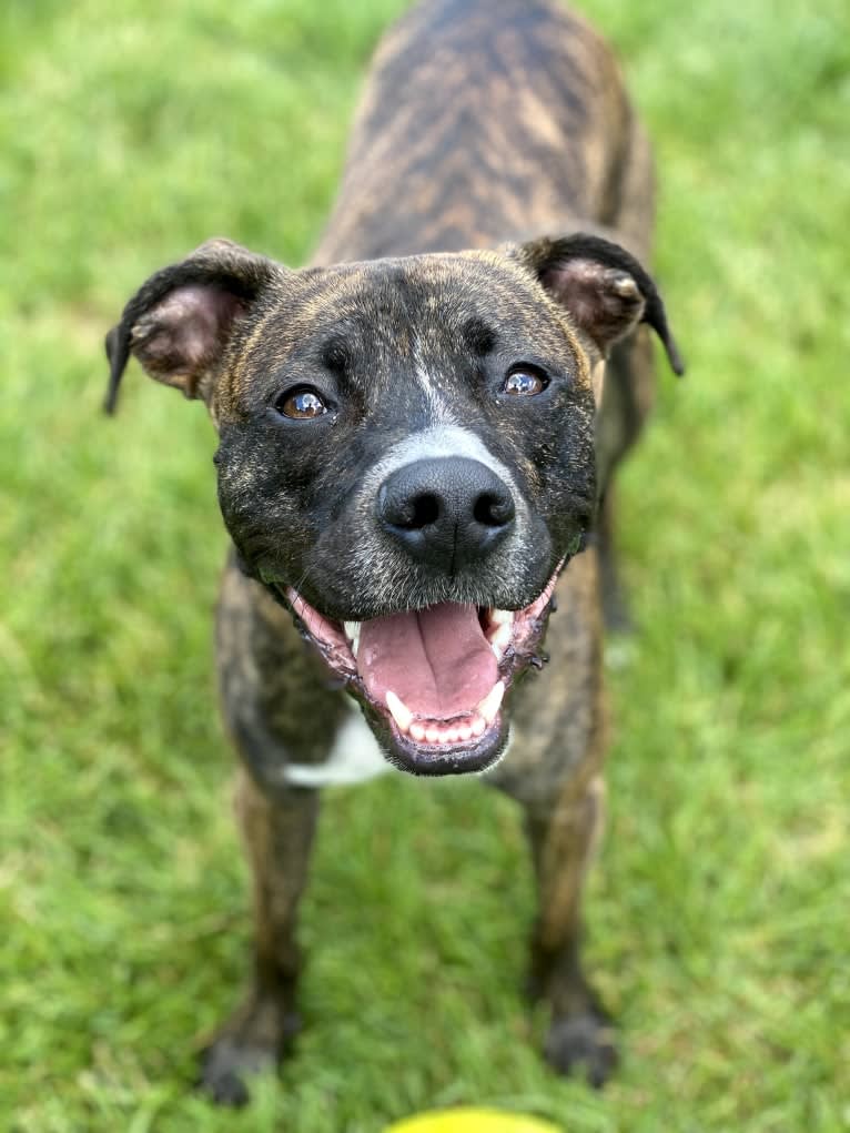 Dax, an American Pit Bull Terrier and Boxer mix tested with EmbarkVet.com