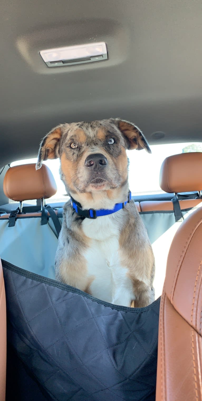 Kino, a Brittany and English Cocker Spaniel (Working Type) mix tested with EmbarkVet.com