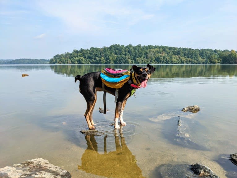 SJ's Clever Girl "Jyn", a Russell-type Terrier and Beagle mix tested with EmbarkVet.com