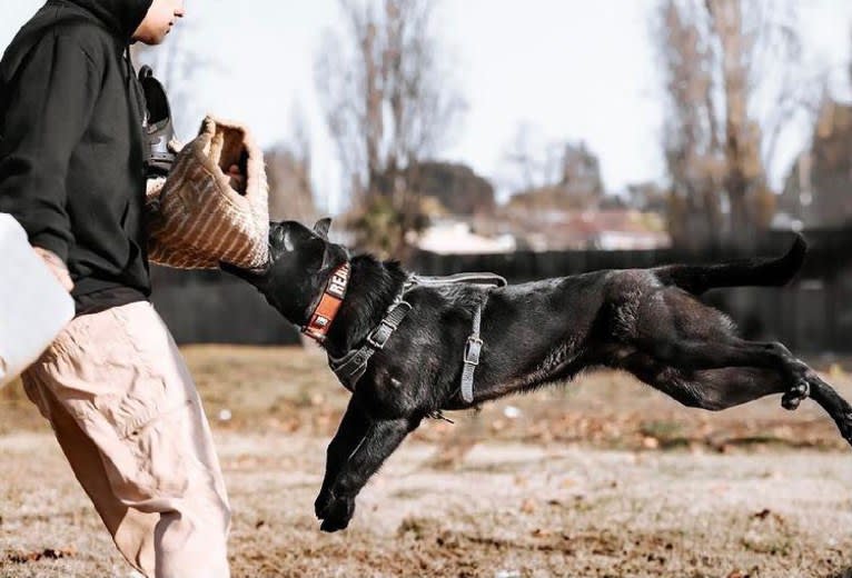 Reaper, a Belgian Shepherd tested with EmbarkVet.com