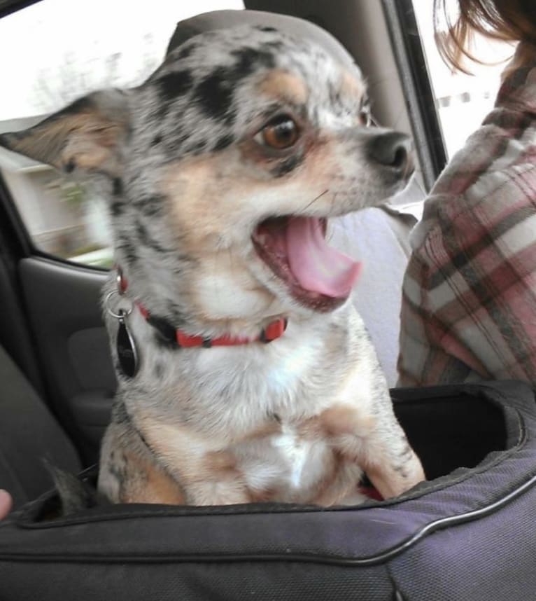 Wyatt, a Chihuahua tested with EmbarkVet.com
