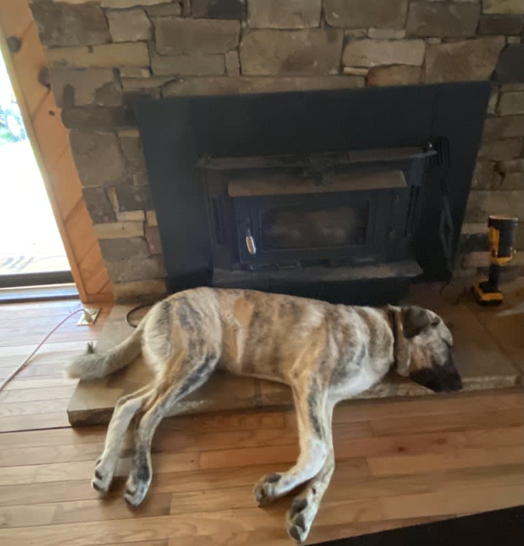 Princess, an Anatolian Shepherd Dog tested with EmbarkVet.com