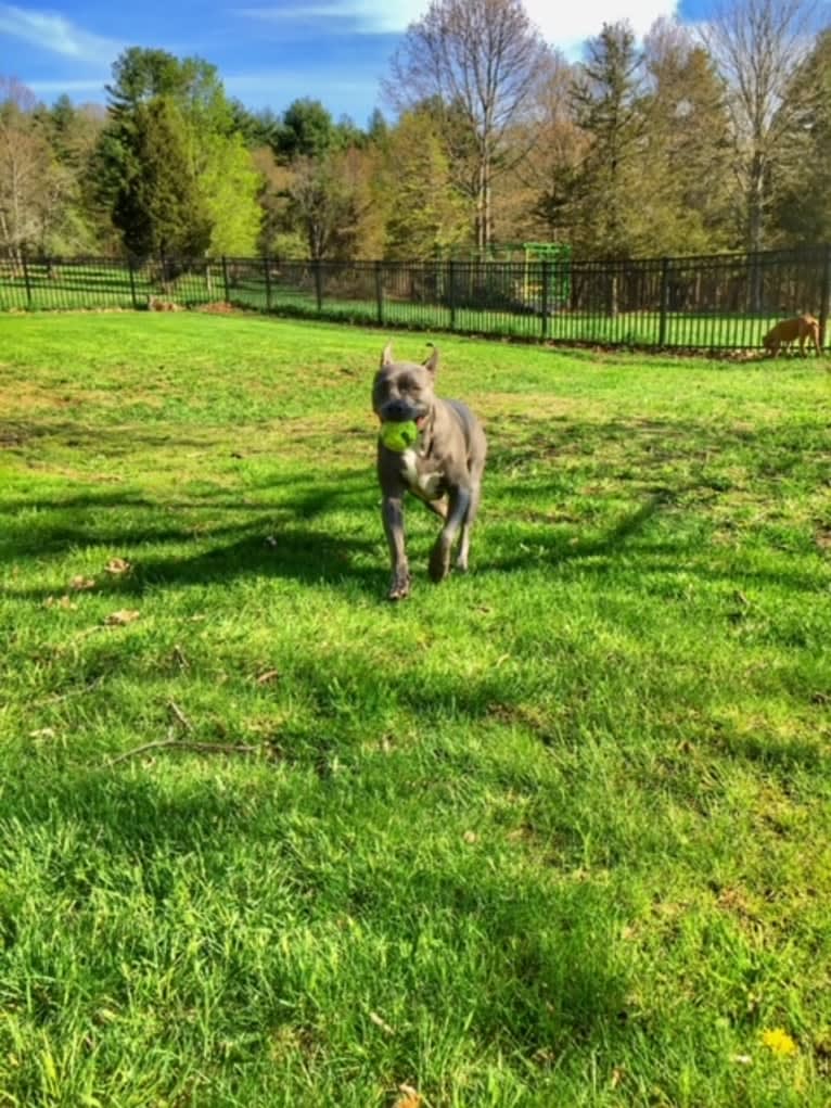 Wallace, a Staffordshire Terrier tested with EmbarkVet.com