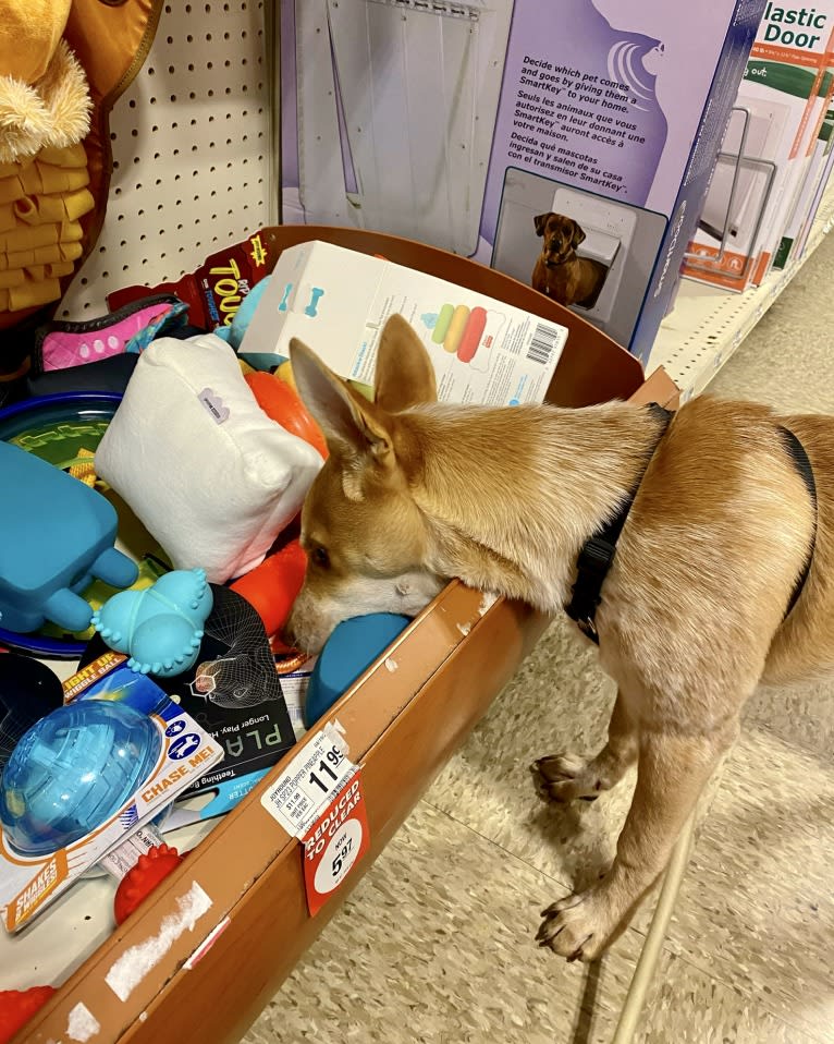 Lou, an Australian Cattle Dog and Australian Shepherd mix tested with EmbarkVet.com