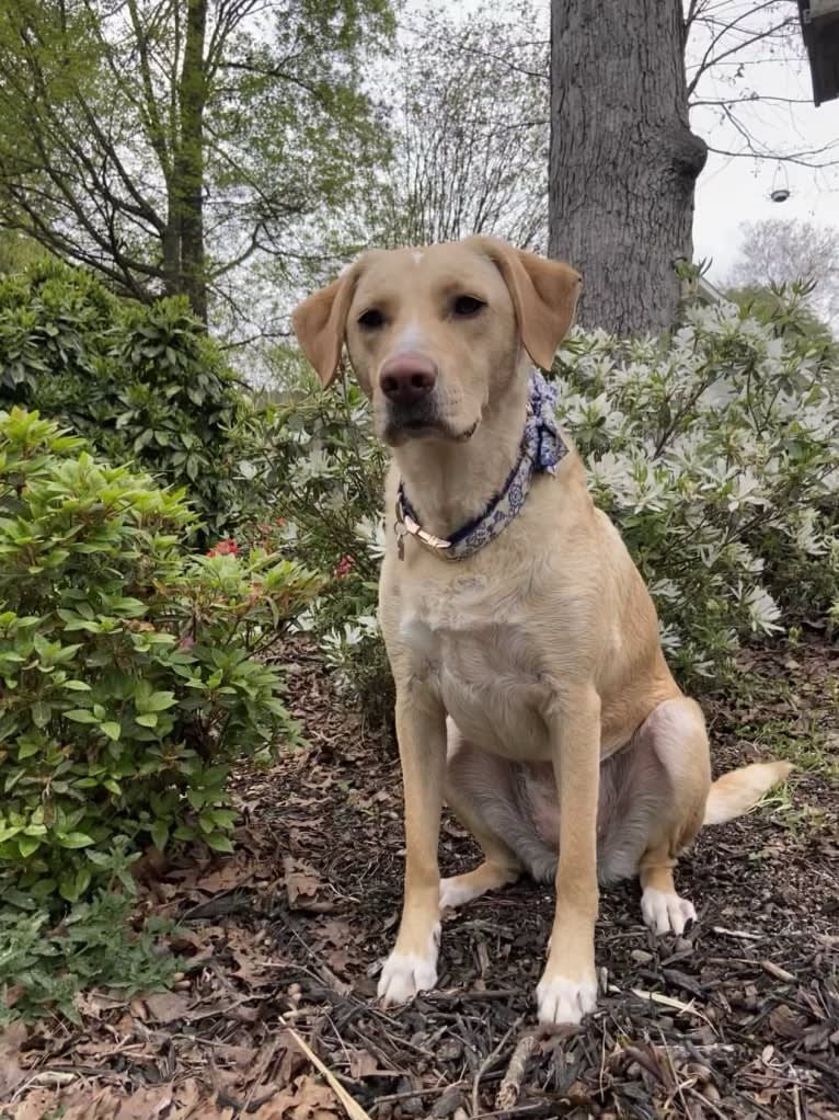 Willow, a Labrador Retriever and Treeing Walker Coonhound mix tested with EmbarkVet.com