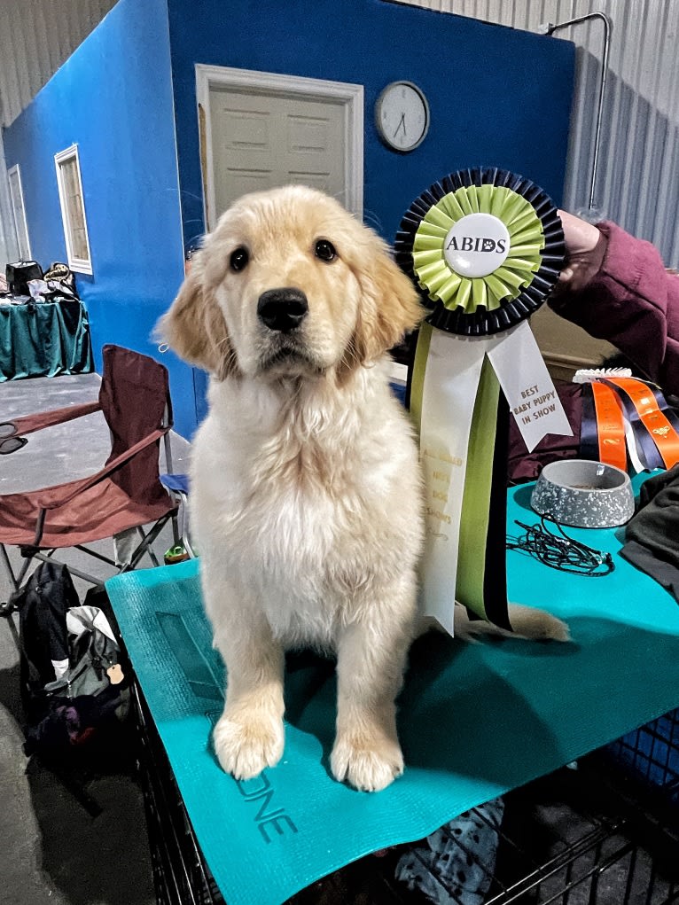 Alita, a Golden Retriever tested with EmbarkVet.com