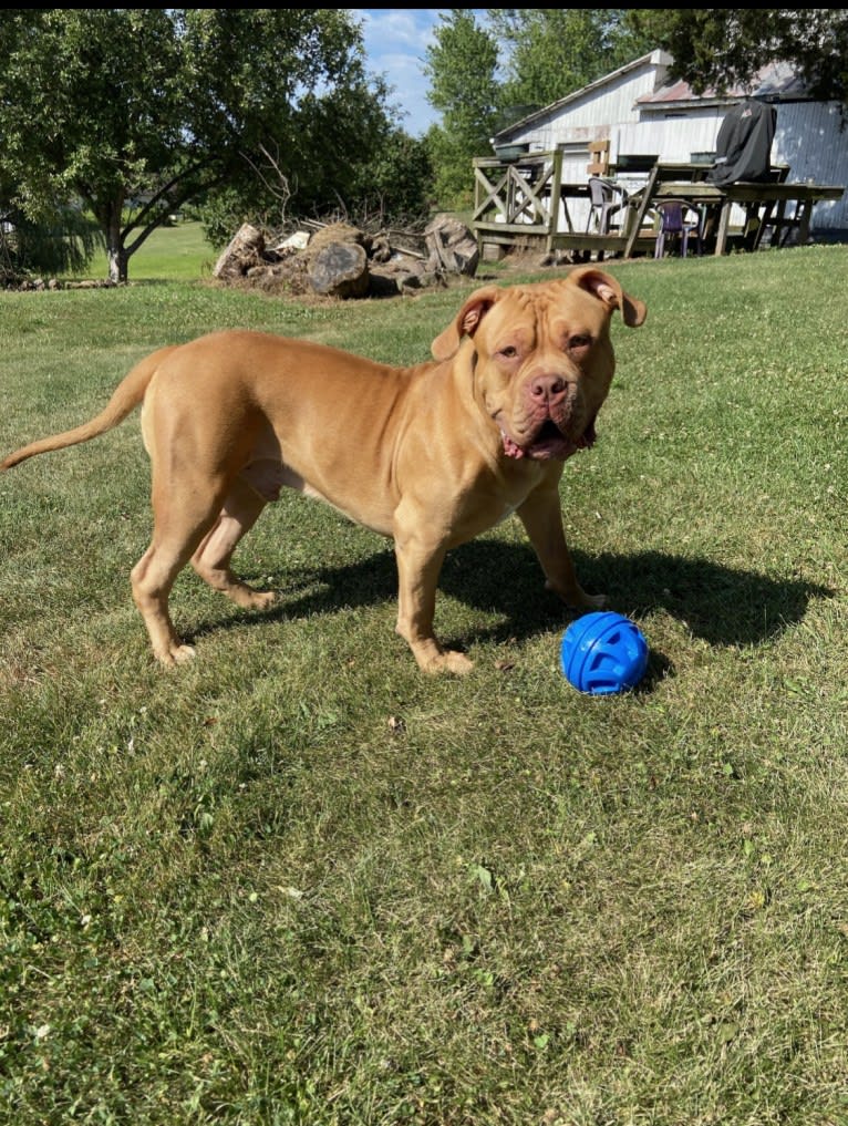 Simba, an American Pit Bull Terrier and American Bulldog mix tested with EmbarkVet.com