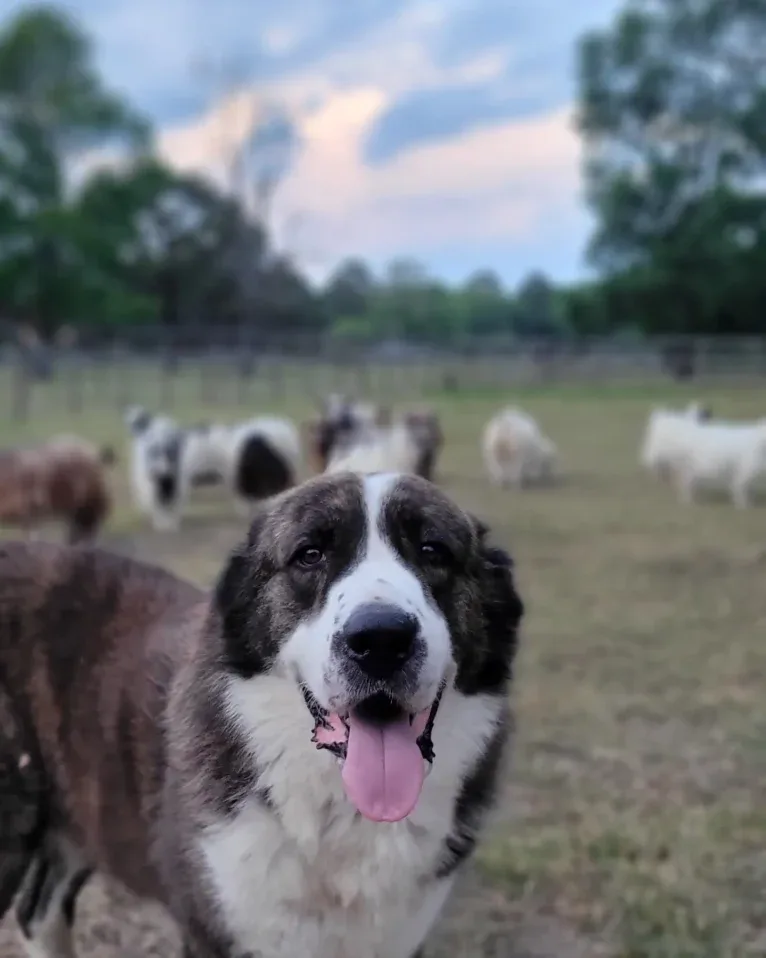 Diego, a Central Asian Shepherd Dog tested with EmbarkVet.com