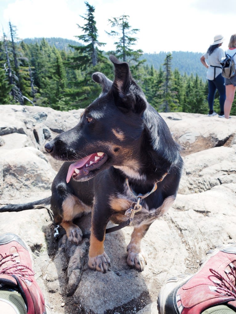 Noosa, an Australian Cattle Dog and German Shepherd Dog mix tested with EmbarkVet.com