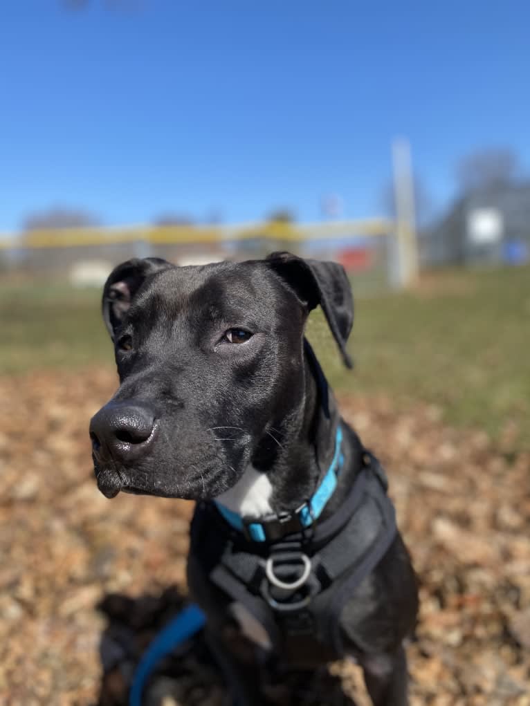 Zeuss, an American Pit Bull Terrier and Boxer mix tested with EmbarkVet.com