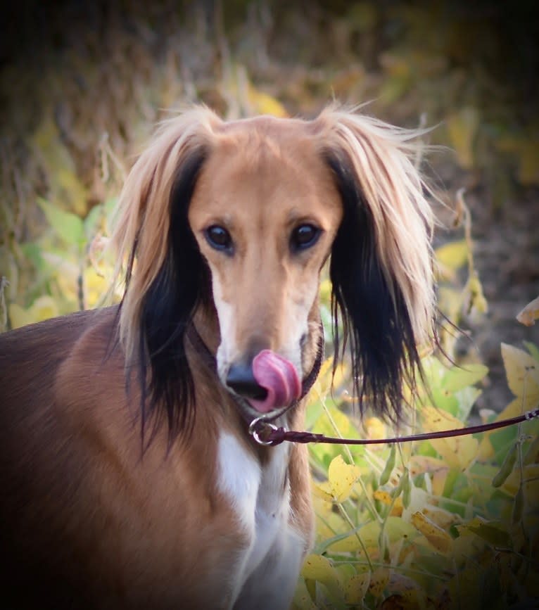 Chromie, a Saluki tested with EmbarkVet.com