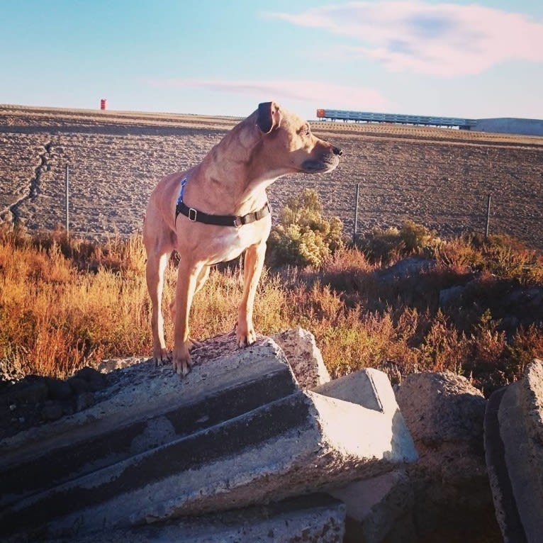 Davis, an American Pit Bull Terrier and Siberian Husky mix tested with EmbarkVet.com