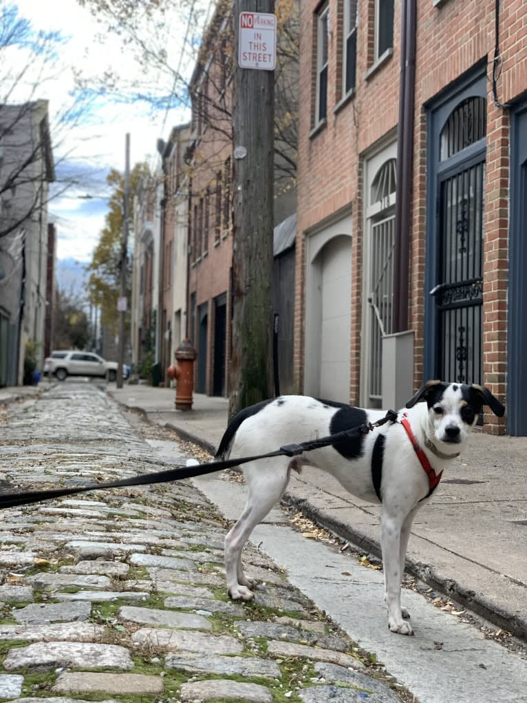 Santino, a German Shorthaired Pointer and Rat Terrier mix tested with EmbarkVet.com