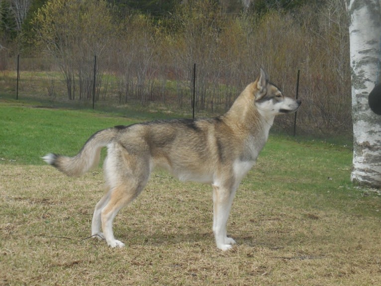 Eclipse, a Siberian Husky tested with EmbarkVet.com