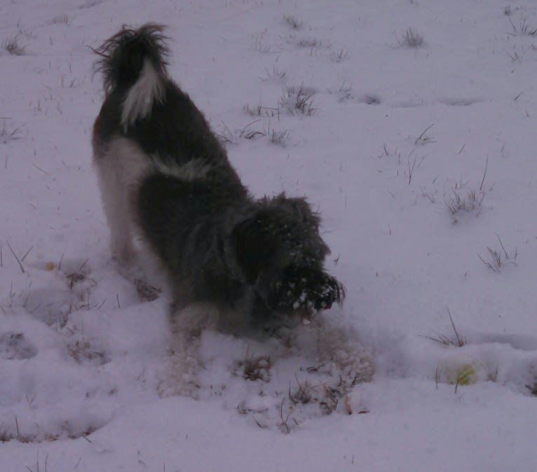 Butler, a Miniature Schnauzer and Rat Terrier mix tested with EmbarkVet.com