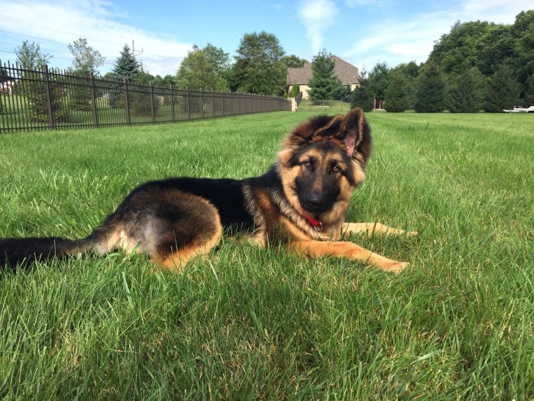 Moose, a German Shepherd Dog and Black Russian Terrier mix tested with EmbarkVet.com