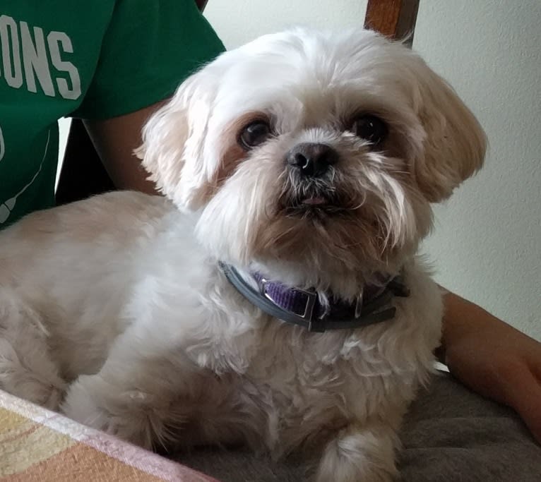 Derpy McDerpface, a Shih Tzu and Pekingese mix tested with EmbarkVet.com