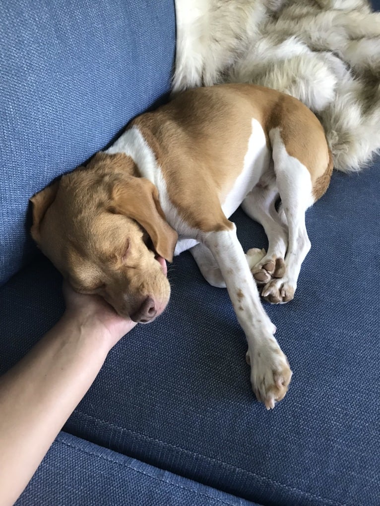 Chewy, a Beagle tested with EmbarkVet.com