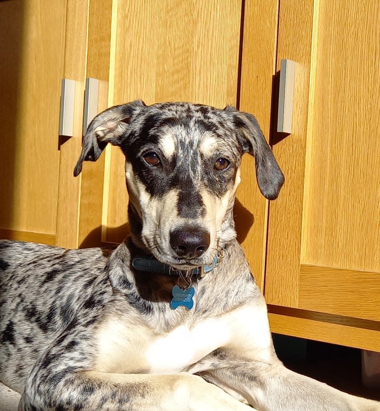 Arlo, a Greyhound and Saluki mix tested with EmbarkVet.com