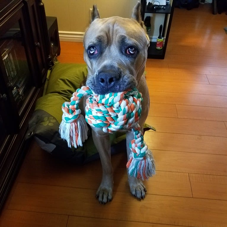 Dredd, a Cane Corso tested with EmbarkVet.com